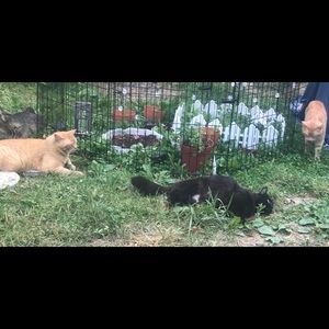 Kitten memorial and cat shelter I’ve built